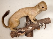 Schönes braunes Hermelin brown Ermine Taxidermy mit Bescheinigung