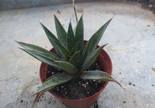 CACTUS SUCCULENTES CAUDEX  :  MANGAVE"PINEAPPLE EXPRESS"