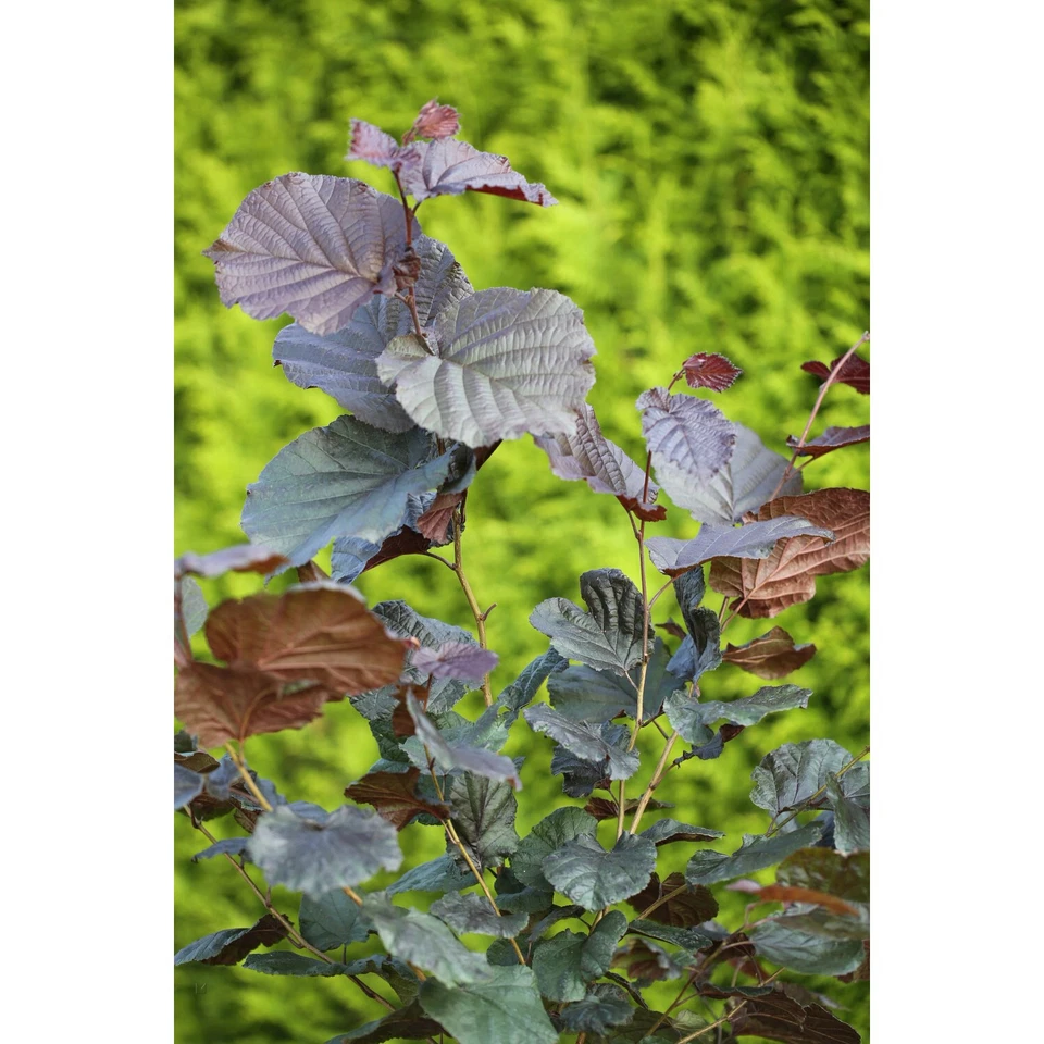 RED HAZELNUT  - LOMBARDIAN  -2 plants - Image 2 of 2