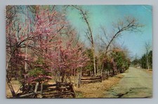 Cedars of Lebanon State Park Lebanon Tennessee Vintage Postcard
