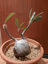 Pachypodium gracilius XXL, caudex, new leaves, show plant, fat plant,caudiciform