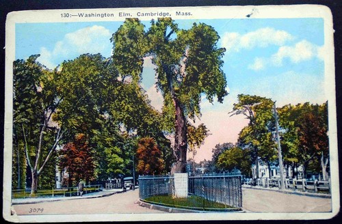 1920s Washington Elm, Cambridge Common, Cambridge, MA