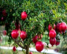 50PCS DWARF POMEGRANATE TREE SEEDS PUNICA GRANATUM NANA GARDEN FRUIT HOUSE PLANT