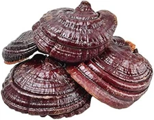 Natural Lingzhi Lucidum Tea Health Dried Red Reishi Mushrooms Ganoderma 500g