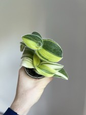 Tradescantia Sillamontana Variegata - 6cm Diameter Houseplant