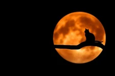 Digital Image Picture Photo Pic Wallpaper Background Black Cat In Full Moon