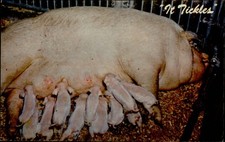 Pig Sow and eleven piglets nursing It Tickles unused vintage postcard
