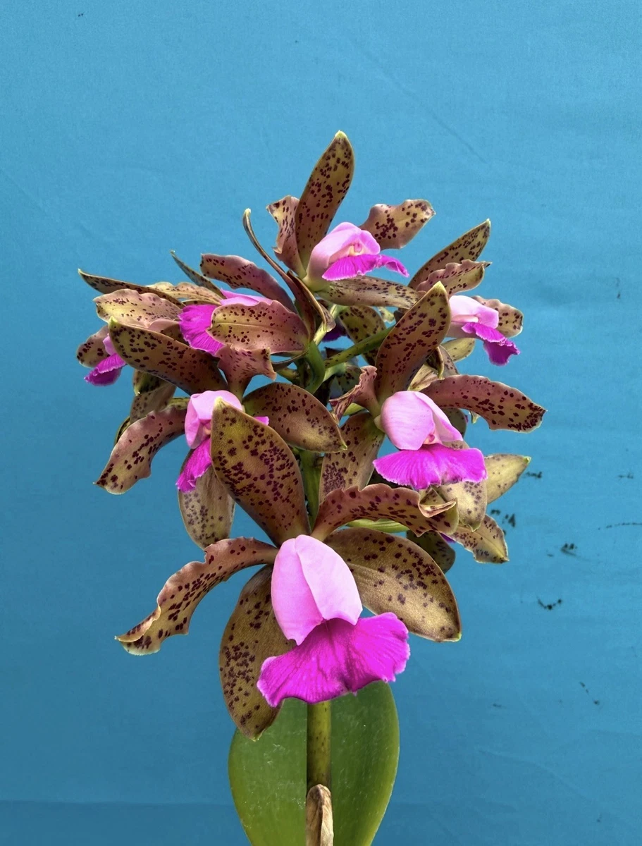 Cattleya Fall Evergreen Orchids for sale | eBay
