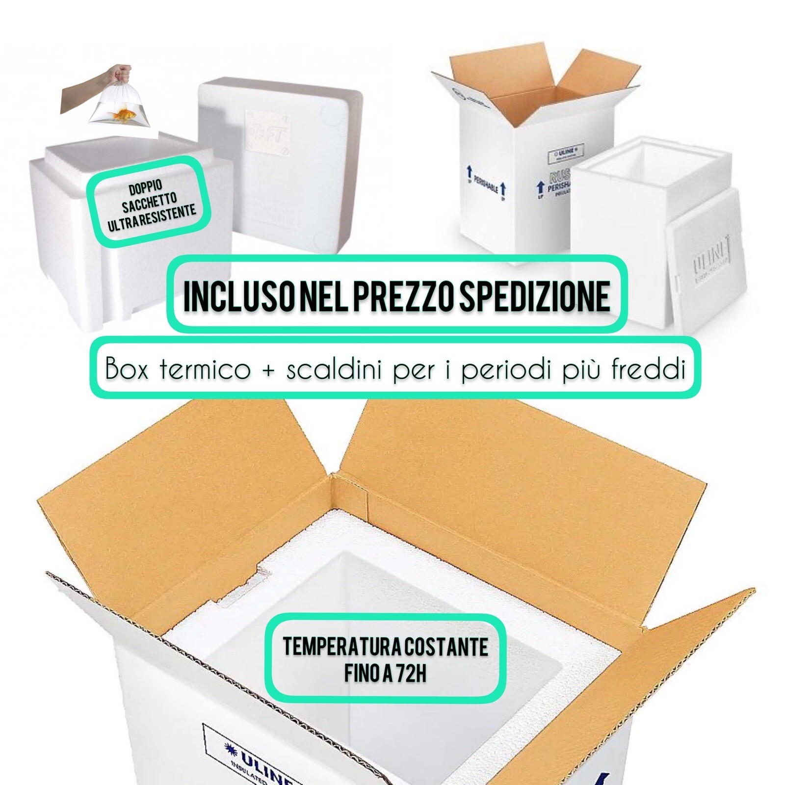 ✅NEW! Pack Avviamento Starter Acquario Marino Chaetomorpha + Dsb + Rocce Vive foto 4