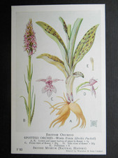 SPOTTED ORCHIS British Museum Natural History Artist Drawn Orchid c1920 #93