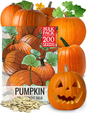 Connecticut Field Pumpkin  for Planting | 1 Ounce Cucurbita Pepo Heirloom Vegeta