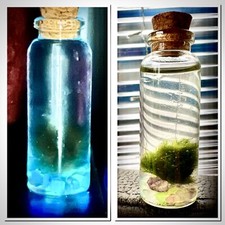 Self Sustaining Mini Marimo