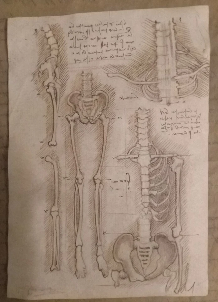 Anatomical studies from Leonardo da Vinci Codex ORIGINAL Ink Drawing - Image 2 of 4