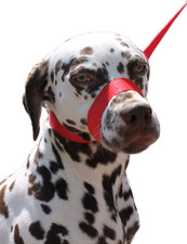 RED Dog Lead Stop dogs pulling slip lead collar halter training figure of 8