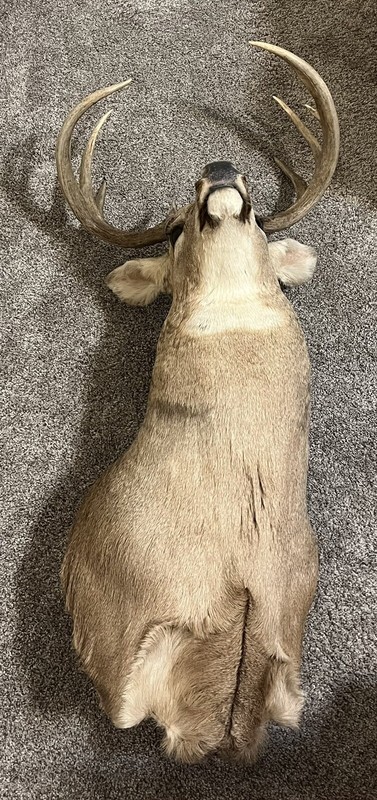deer head and turkey feathers tail