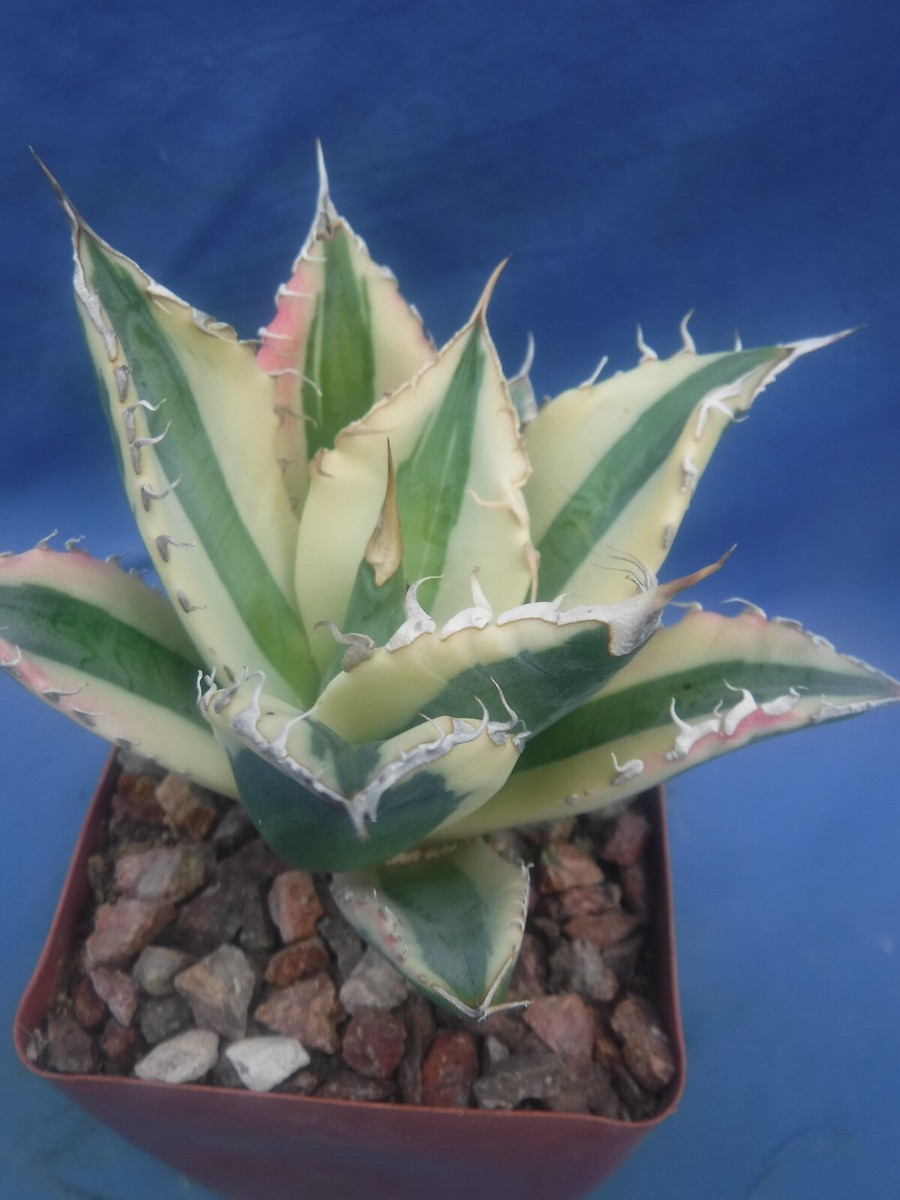 アガベ agave titanota ivory.w.a Agave titanota 'White Ice' – Happy Valley Plants