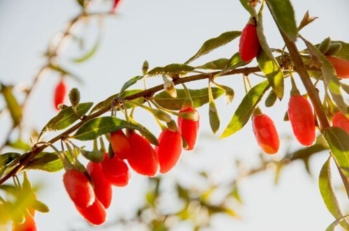 Buy 1 get 2 free, Goji Berry plants, 6-8 inches tall, well rooted - Picture 2 of 3