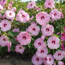 20 Pink Swamp Mallow Rose Seeds Large Bloom Hardy Hibiscus Flower Garden Plant