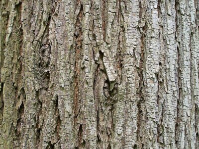 Slippery Elm Bark Ulmenrinde (Ulmus Rubra) 113 grs (1/4 lb.)