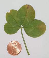 4 leaf clover - real, dried, and pressed - Trifolium repens