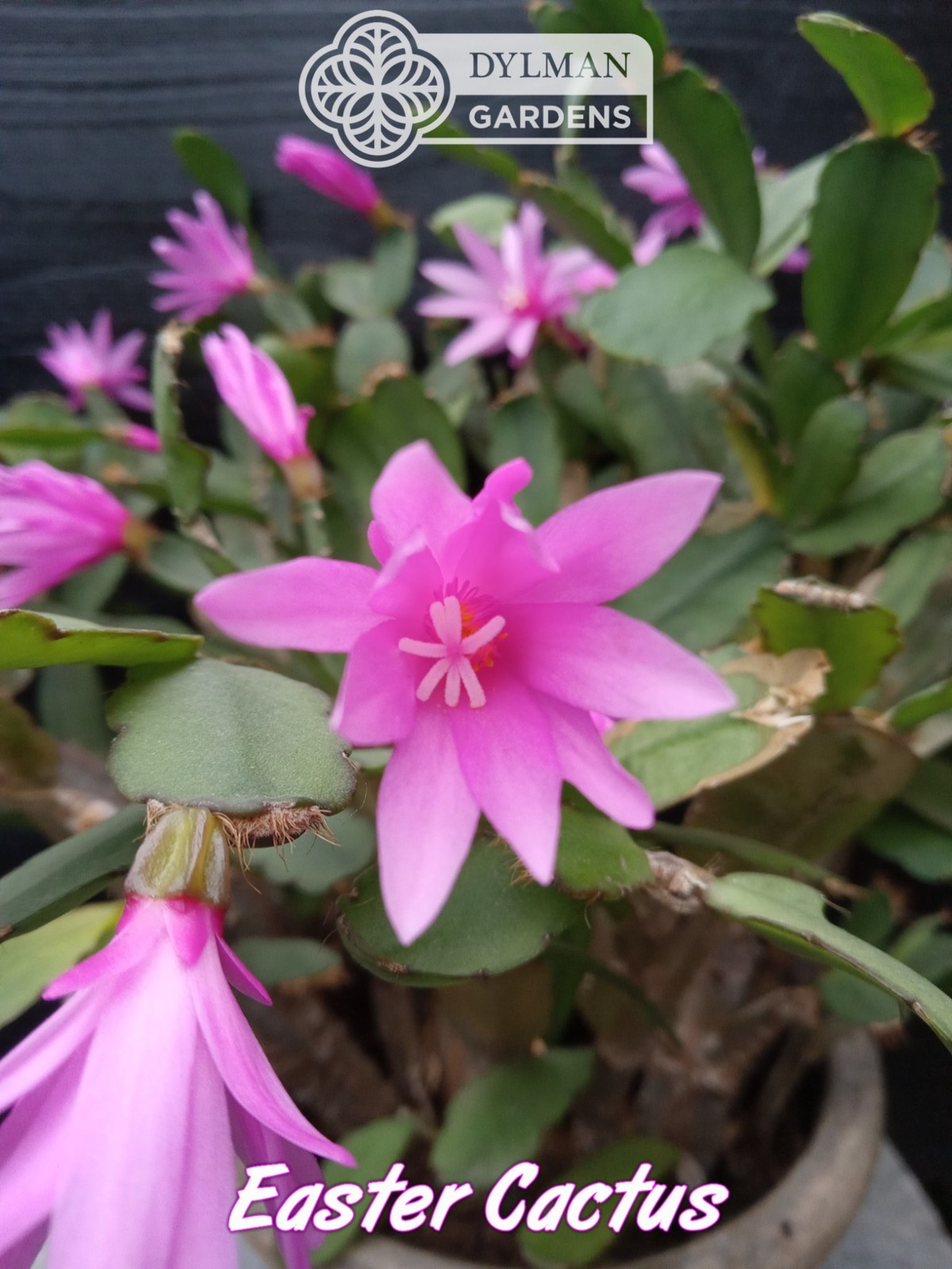 Easter Cactus - Rhipsalidopsis x graeseri - Live Plant 2 to 4 inches - Whitsun