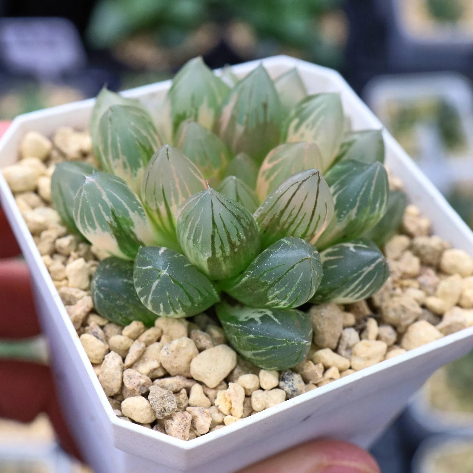 Haworthia Cooperi Var. Pilifera Variegated blue Rare Succulent Plant