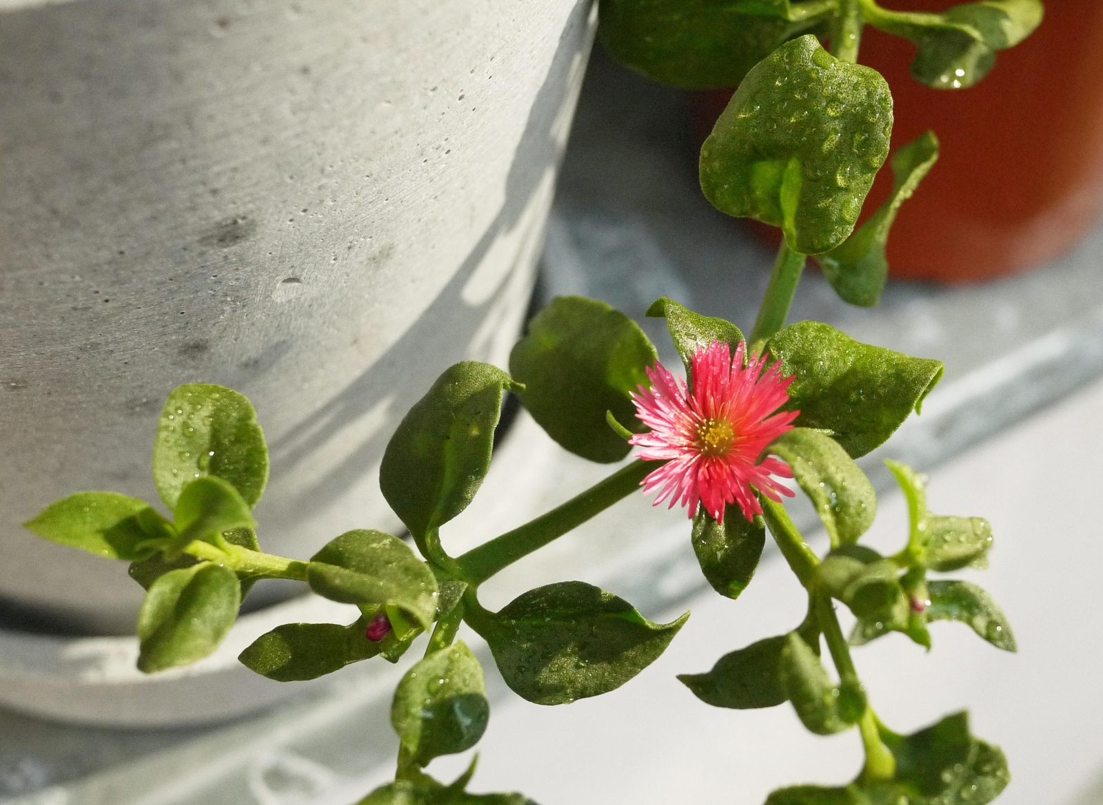 Thumbnail - Bio-gärtnern Am Fensterbrett | Birgit Lahner | Deutsch | Buch | 208 S.