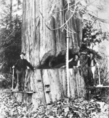 1907 Photo Negative 3 Men, Loggers in Acme Logging Camp Acme Washington