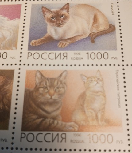 Mini hoja de estampillas de gatos de Rusia como nuevas - Imagen 5 de 6