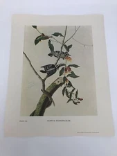 John James Audubon Folio Plate 306 Downy Woodpecker Limited 750