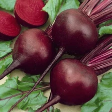 250 Blood Beet Seeds to Grow Made in USA Ships from Iowa