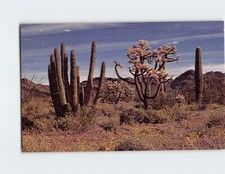 Postcard Organ Pipe Chain Fruit Cholla Saguaro Cacti