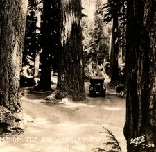 RPPC WASHINGTON STATE 1910s DRIVING THROUGH BIG DOUGLAS FIRS MT RAINIER D4