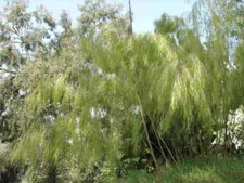 50 Bamboo Seeds Privacy Plant Garden Clumping Shade Screen "Mexican Weeping"