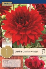 Bulbo di Dahlia Garden Wonder confezione da 1 pz Kapiteyn