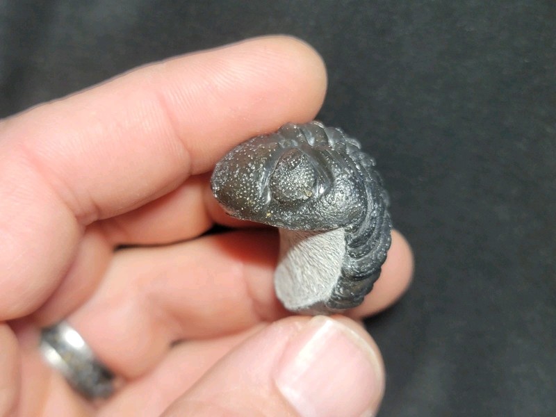 Giant rolled  Phacops  Trilobite fossil Devonian of Morocco 