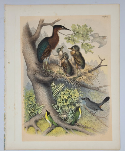 Great Heron & Catbird – 1878 Theodore  Jasper Vintage Print – Chromolithograph