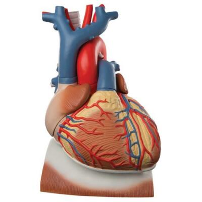 3B Scientific Heart and Diaphragm Model, 3 times Life-Size, 10 part VD251 New