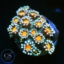 CS ORANGE BLOSSOM GONI - WYSIWYG LIVE CORAL