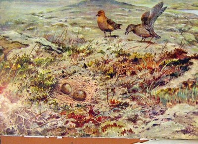 Original alter antiker Druck Memoiren ein Künstler Naturforscher Skua Nest Eier Prin