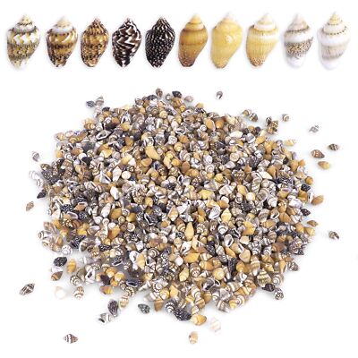 2000 PCS Tiny Mini Small Sea Shells for Crafting Spiral Conch Shells ...