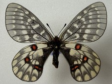 Parnassius for collectors | rare Parnassinae