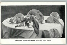 13576223 - Aus der Zeitschrift Kaninchenzuechter , englische Widderkaninchen
