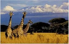 Greeting Card - Giraffes (with white envelope) Blank inside