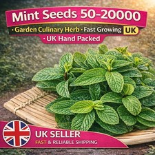Mint Seeds 50-20000 – Garden Culinary Herb – Fast Growing