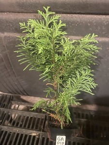 Globe Arborvitae