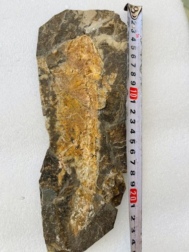 exquisite insect fossils from the Jurassic Daohugou period! 0822