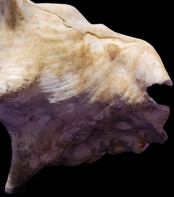 natural Queen Conch (Aliger gigas) seashell☆2.03 Pounds☆8 Inches
