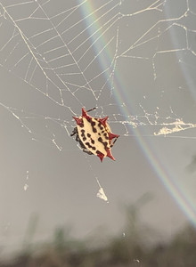 2 LIVE Spiny Orb Weaver Spider Gasteracantha cancriformis