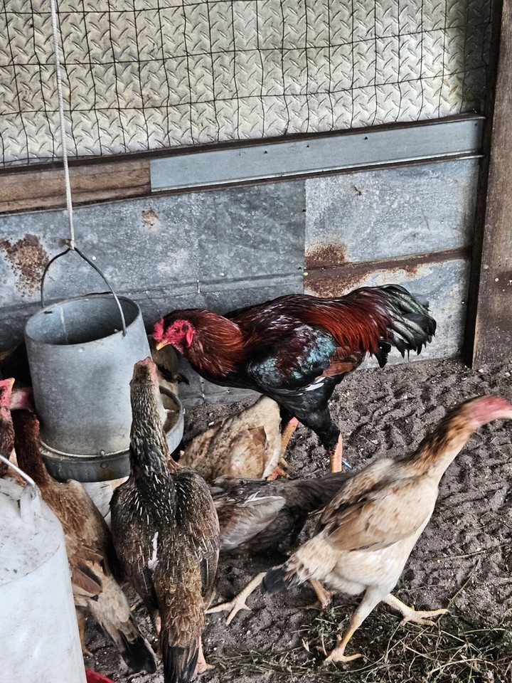 Shamo Chicken Free Range Birds eBay